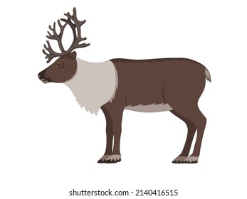 Reindeer and antlers  Vector illustration tundra animal reindeer isolated white background  Side view  profile 