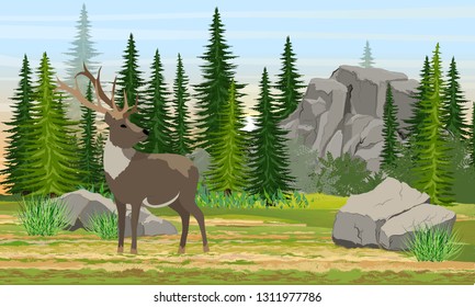 Reindeer with branched horns in the meadow. Mountains and high Canadian fir trees. Wild animals of Europe, USA, Scandinavia and Canada. Realistic Vector Landscape