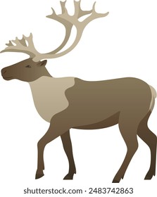 Reindeer or caribou with antlers or horns realistic vector illustration. Arctic deer color graphic isolated on white background. Tundra, Siberia and North America animal.