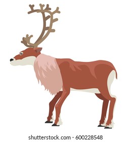 Reindeer, caribou. vector illustration. Flat design style. Isolated on a white background.