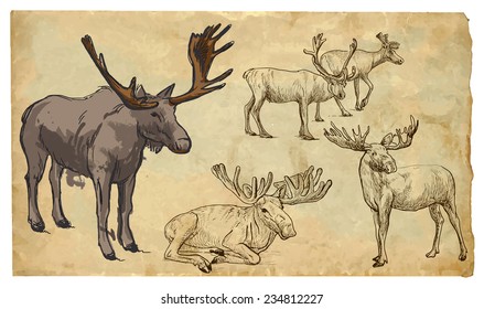 REINDEER (Cervidae family). Collection of an hand drawn illustrations (originals, no tracing). Drawings are editable in layers and groups. The color layers are separated.