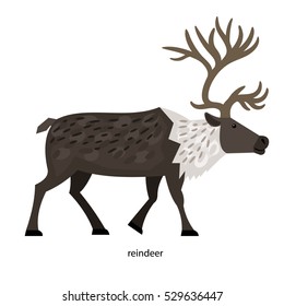 Reindeer - cloven-hoofed mammal quite large