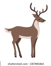 Reindeer with grey brown fur. Arctic animal, cartoon flat design. Vector illustration isolated on white background.