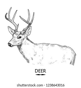 Reindeer
Hand Drawn Illustration
Black and White
Isolated Vector