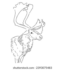 reindeer head in minimal line vector. black and white minimalist lines.