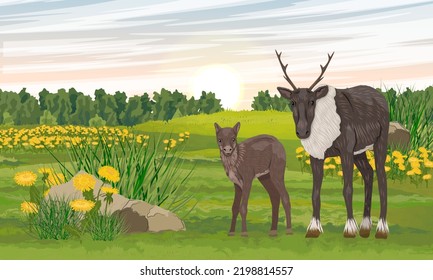 Reindeer and her cub on a flowering meadow near the forest. Summer in the north. Realistic vector landscape