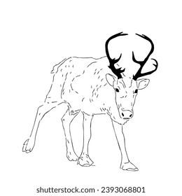 reindeer in minimalist line drawing Vector. 