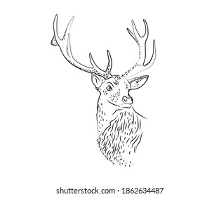 Reindeer on a white background. Sketch. Vector illustration.