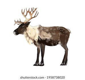 ReinDeer portrait from a splash of watercolor, colored drawing, realistic. Vector illustration of paints