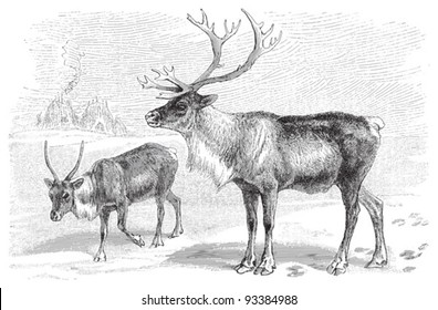 Reindeer (Rangifer tarandus) / vintage illustration from Meyers Konversations-Lexikon 1897