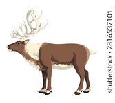 Reindeer. Realistic vector illustration of a standing reindeer with large antlers, isolated on white background