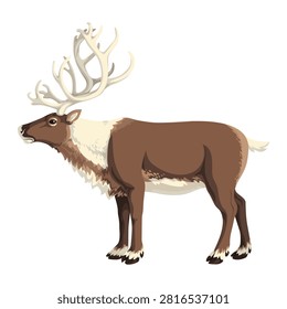 Reindeer  Realistic vector
