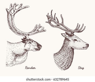 reindeer   stag deer vector hand drawn illustration  engraved wild animals and antlers horns vintage looking heads side view