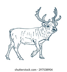 Reindeer vector illustration