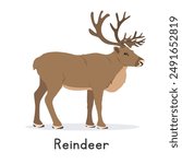 Reindeer vector illustration, cartoon clipart character, animal in flat style. Wild animals, wild creatures, wildlife concept. Caribou vector design isolated on white background