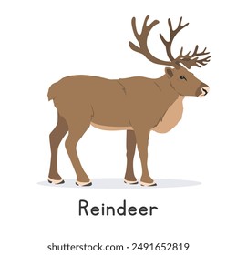 Reindeer vector illustration, cartoon clipart character, animal in flat style. Wild animals, wild creatures, wildlife concept. Caribou vector design isolated on white background