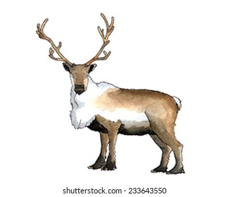 Reindeer watercolor illustration