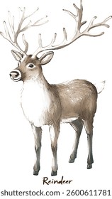 Reindeer  - Watercolor Style Animal vector illustration