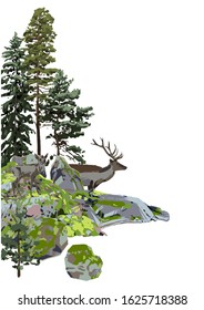 Reindeers among the coniferous trees and the rocks, covered with the green moss. Vector corner illustration isolated on white background