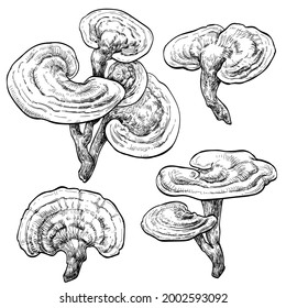 reishi ganoderma lucidum mushroom set. Vector illustration of mushrooms on white background. Hand drawn style