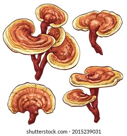 Reishi Ganoderma lucidum mushroom set. Colored vector illustration of mushrooms on white background. Hand drawn style