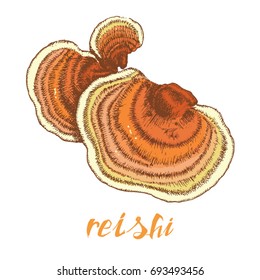 Reishi Ganoderma lucidum popular medicinal healing mushroom 