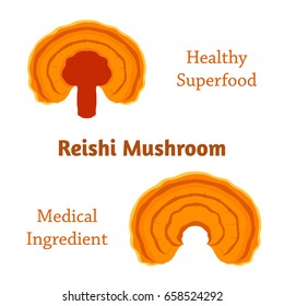 Reishi mushroom, Ganoderma lucidum made in flat style. Healthy organic superfood.
