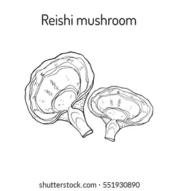 Reishi mushroom (Ganoderma lucidum), superfood, medicinal plant. Hand drawn botanical vector illustration