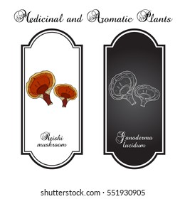 Reishi mushroom (Ganoderma lucidum), superfood, medicinal plant. Hand drawn botanical vector illustration