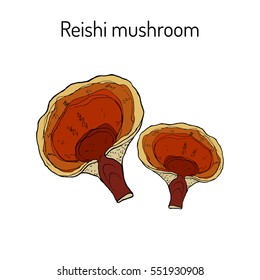 Reishi mushroom (Ganoderma lucidum), superfood, medicinal plant. Hand drawn botanical vector illustration