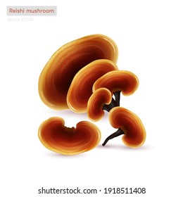 Reishi mushroom (Ganoderma lucidum)  Traditional chinese herbs  Is mushroom that using for medicine   food famous in Asian  Healthy superfood  Brown  orange color mushroom  Vector EPS10