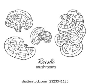 Reishi mushroom hand drawn collection