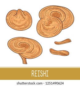 Reishi. Mushroom. Set. Sketch. Color
