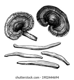 Reishi mushrooms hand-sketched illustrations set. Medicinal plant vector drawings. Adaptogenic mushroom sketches in engraved style. Dried reishi collection. Botanical elements isolated on white.
