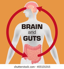 Relation of human brain and guts, second brain, image diagram