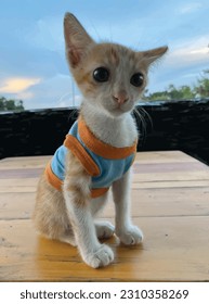 relax baby pets studio cat