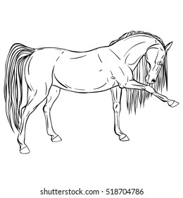 Relax coloring page. A horse in training. Lift the leg.