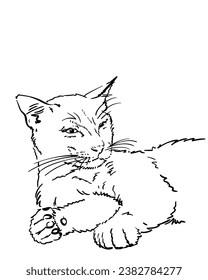 Relaxed lazy cat portrait sketch, Hand drawn illustration of a resting cat