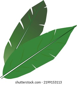 ilustración vectorial de la hoja de plátano relevante, ideal para logotipos