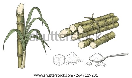 The Remarkable Journey of Sugarcane A Comprehensive Overview of Cultivation Processing and Applications