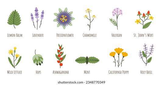 Remedies for sleep and relaxation. Medicinal herbs: lavender, chamomile, valerian, passionflower, ashwagandha, holy basil, wild lettuce, hops, lemon balm, california poppy isolated on white background