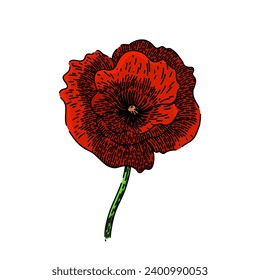 remembrance poppy hand drawn. day illustration, floral summer, memorial meadow remembrance poppy vector sketch. isolated color illustration