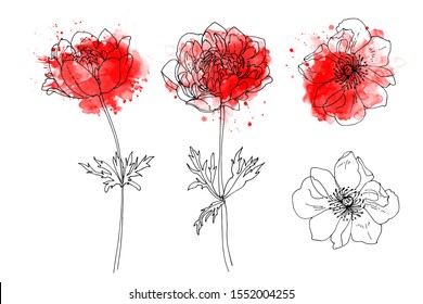 Remembrance poppy. Memorial day. Funeral flowers drawn by line and watercolor on a white background. Red spot of paint.  Remembrance day. 