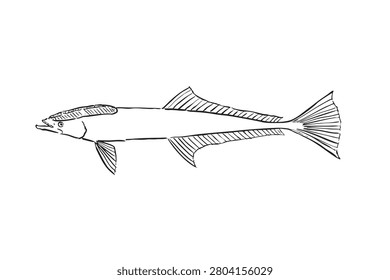 Remora Line Art Illustration Isolated on White Background