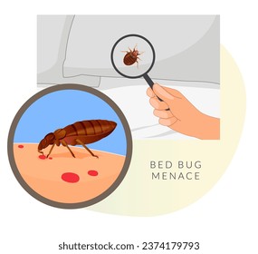 Remove Bed Bugs - Genus Cimex - Stock Illustration  as EPS 10 File