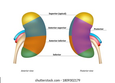 Renal arteries and their branches. The segmental arteries of the renal arteries. Apical Anterior superior Anterior inferior Inferior Posterior