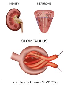 Renal Corpuscle And Glomerulus, A Part Of The Kidney 