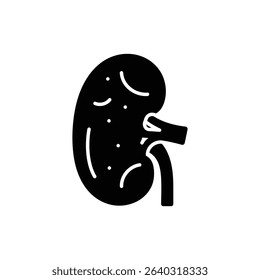 Renal Cortex Outer Kidney Layer Anatomy for Medical Education