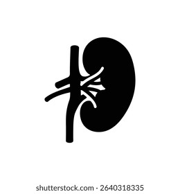 Renal Medulla Inner Kidney Pyramids Anatomy for Medical Study