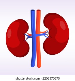 renal system kidneys structure human internal organ anatomy healthcare medical concept